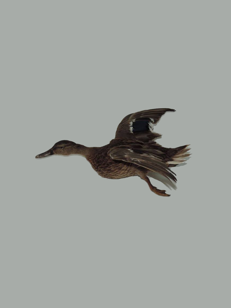 Pato